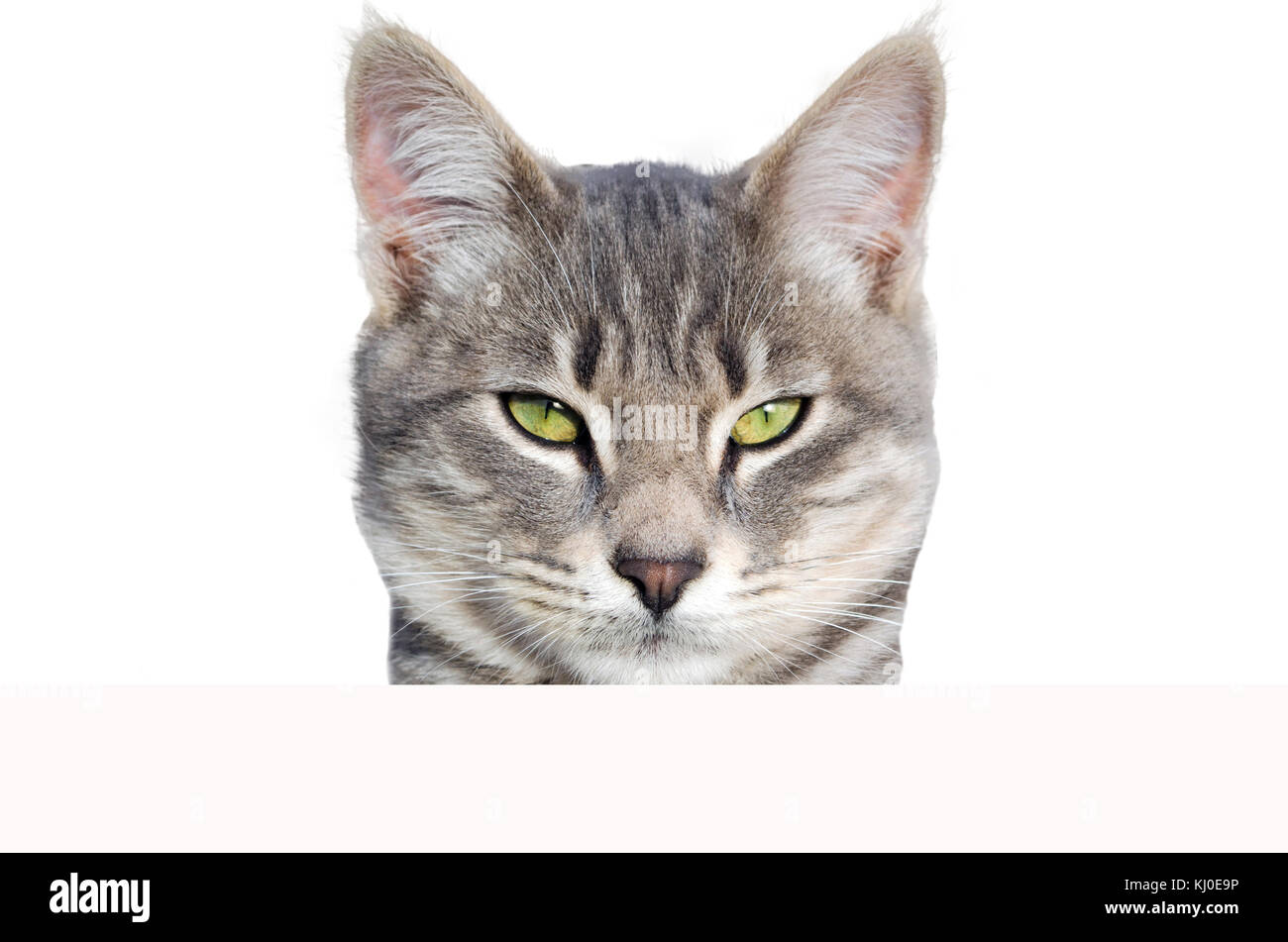 Gato mirando a la Cámara fondo blanco. Foto de stock