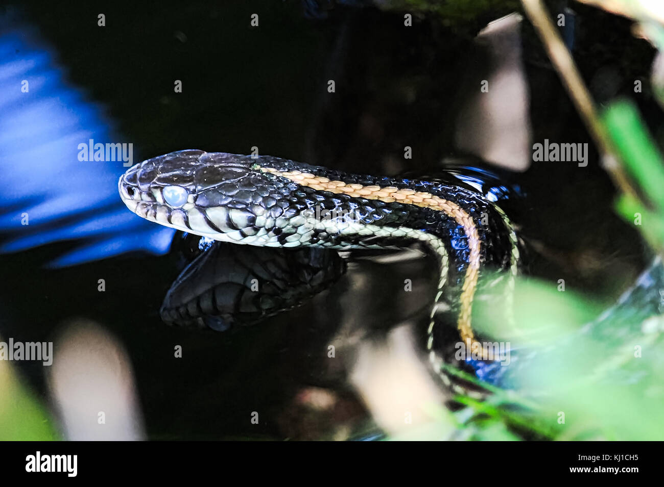 Primer plano de un Garter Snake cabeza con su reflejo en el agua. Foto de stock