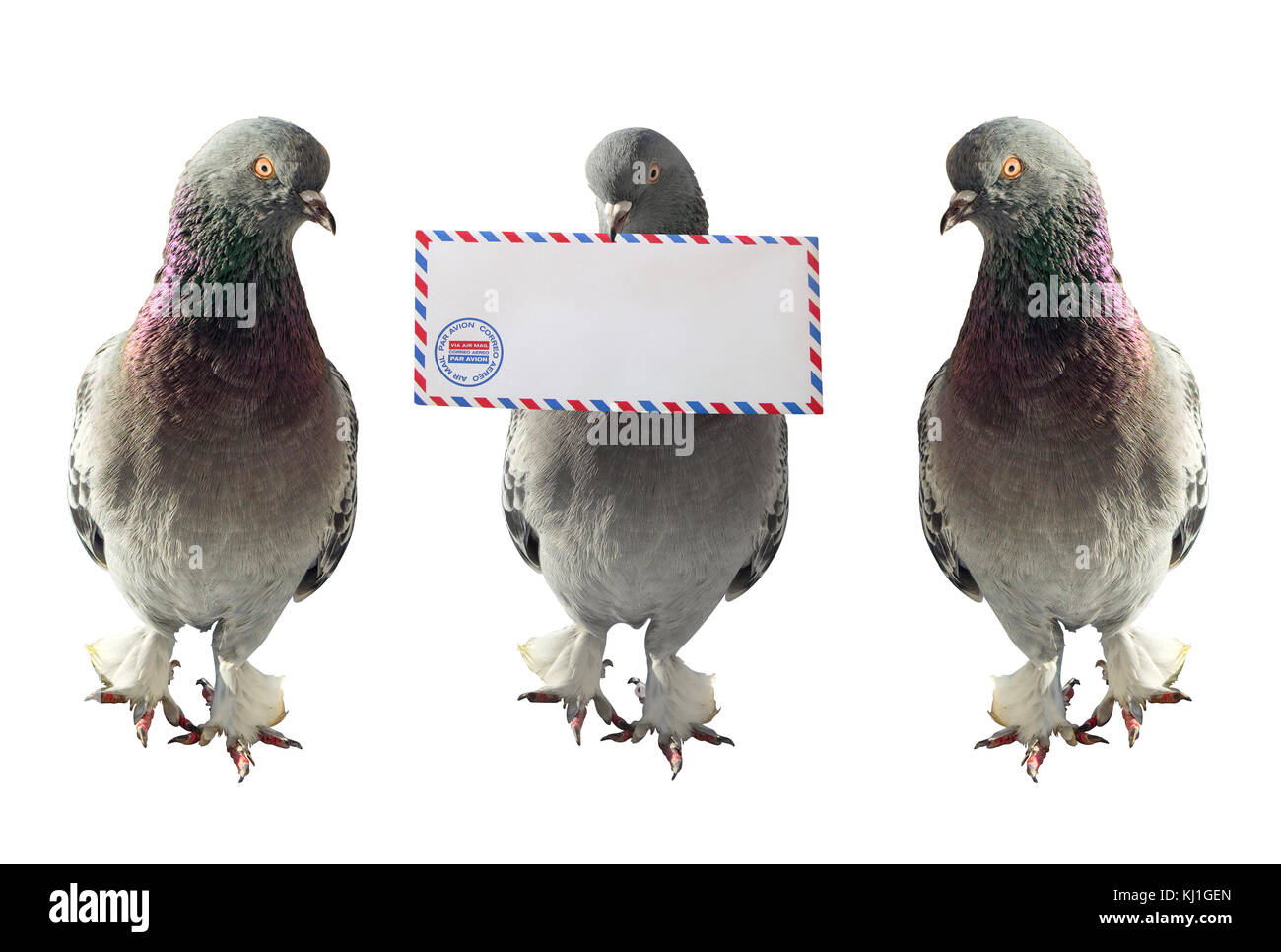 Equipo de palomas. Uno de ellos es llevar el correo aéreo sobre en la boca.la foto en horizontal Foto de stock