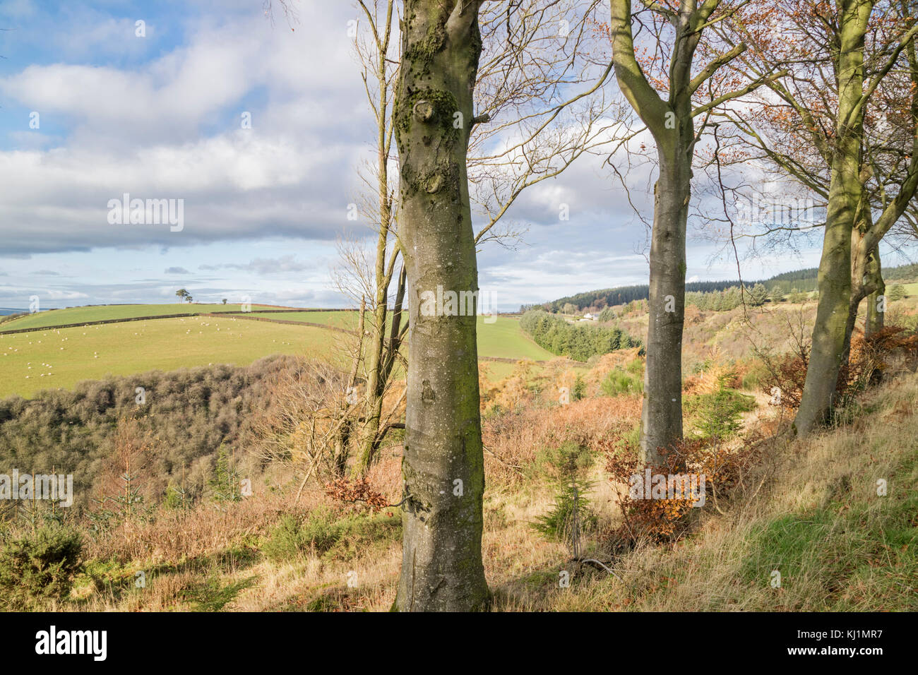 Frontera del País de Gales, cerca de la pequeña ciudad rural de Clun, Shropshire, Inglaterra, Reino Unido. Foto de stock