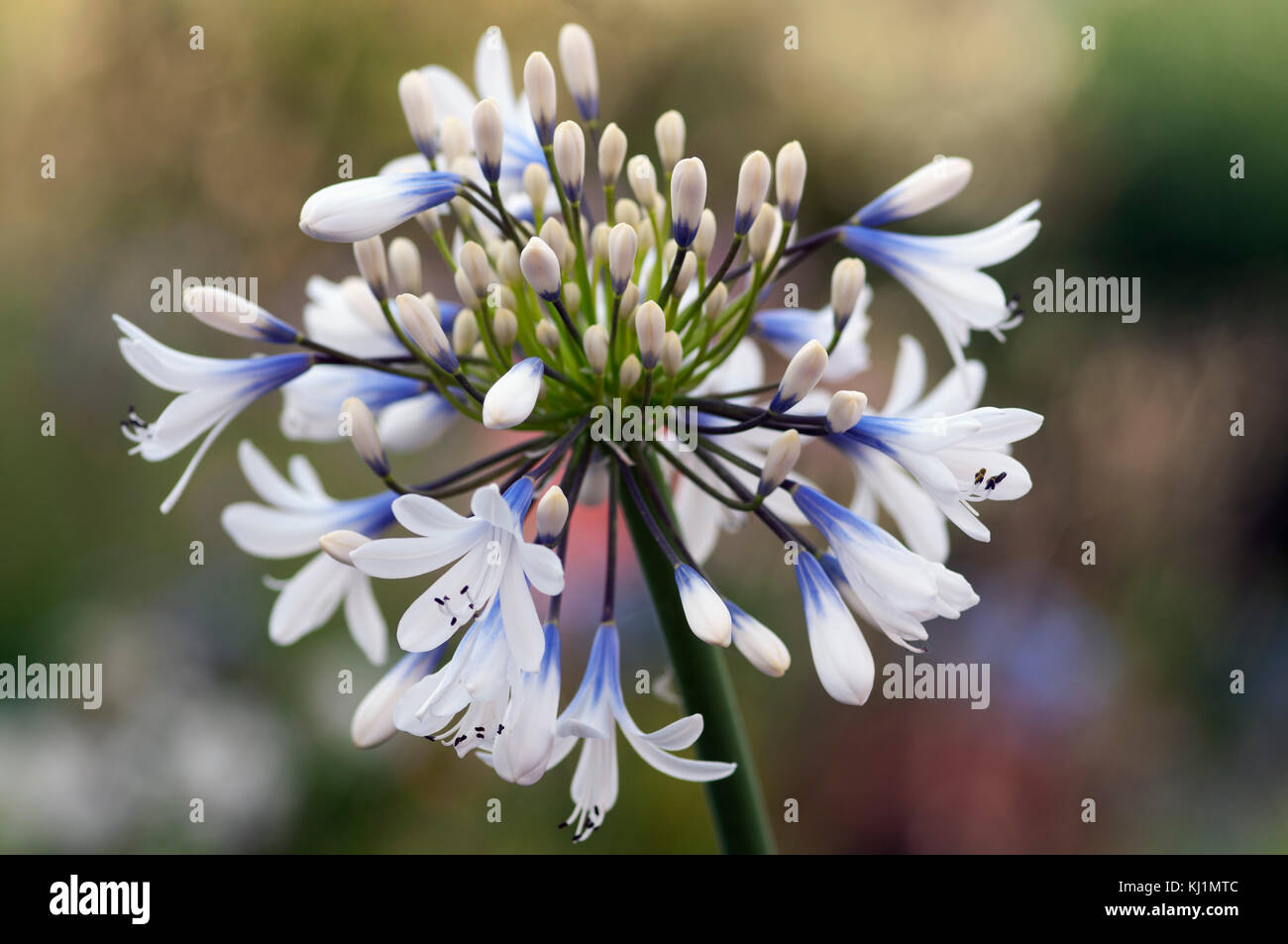 Agapanthus Queen Mum grandes flores blancas con marcas de color azul-violeta Foto de stock