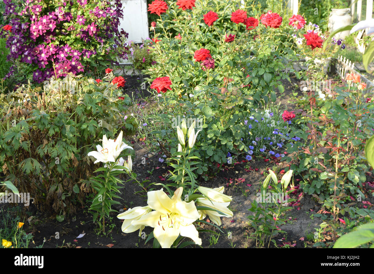 Cuidados hermoso jardín de flores con lirios y rosas Fotografía de stock -  Alamy