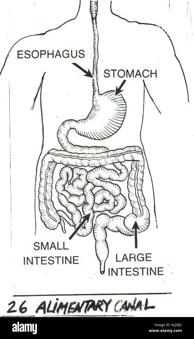 Canal alimenticio fotografías e imágenes de alta resolución Alamy