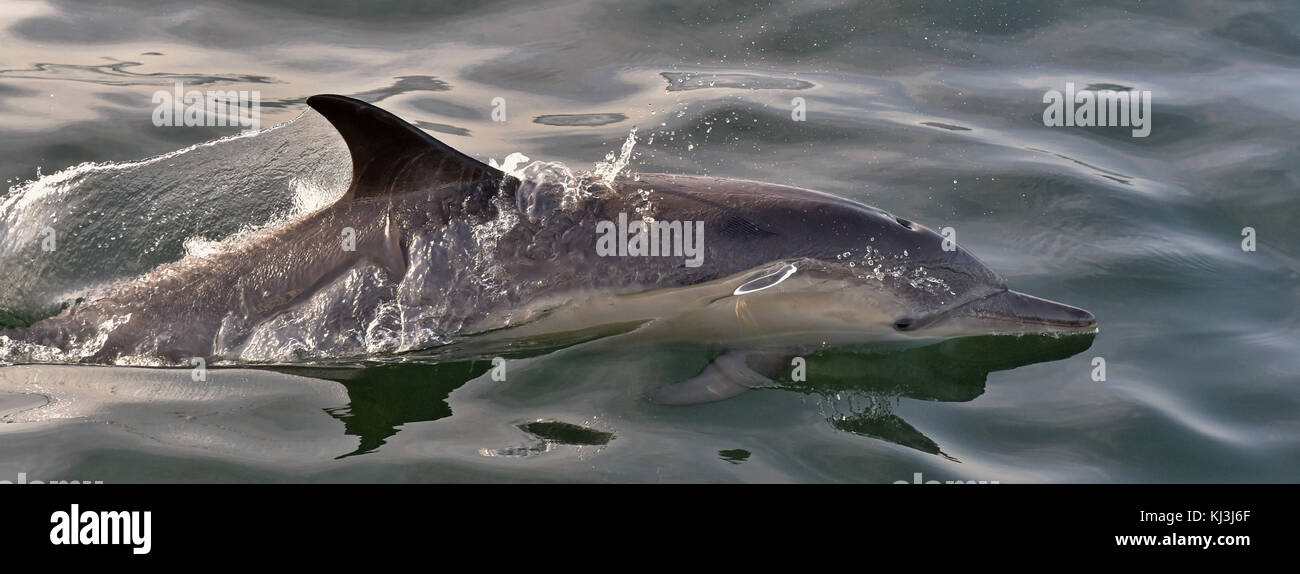 Delfines nadando en el océano. Dolphin Swim y saltando desde el agua. La larga picuda delfín común (nombre científico: delphinus capensis) en atlan Foto de stock