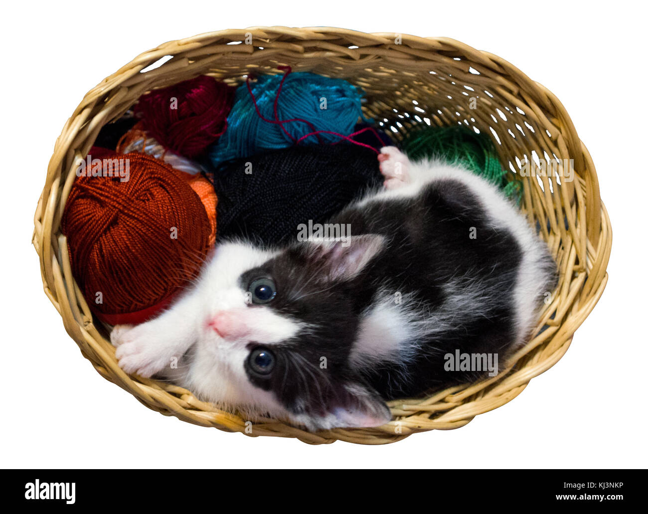 Gatito en cesta de mimbre fondo blanco. Foto de stock