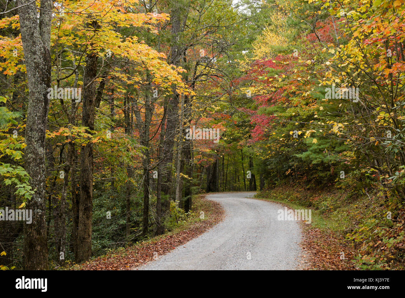 El follaje de otoño a lo largo de la carretera de montaña rica de Cades Cove, Great Smoky Mountains National Park, Tennessee Foto de stock