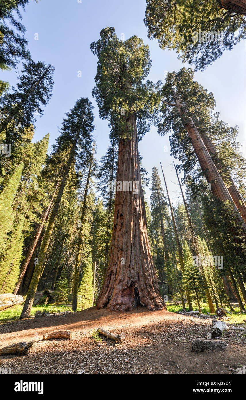 Secoyas Gigantes de Sequoia National Park, California. Foto de stock