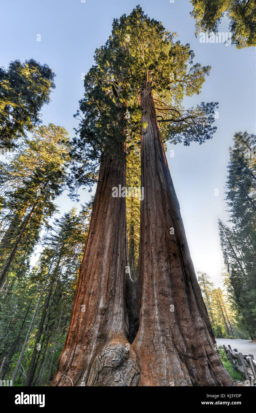 Secoyas Gigantes fusionados en el Sequoia National Park, California. Foto de stock