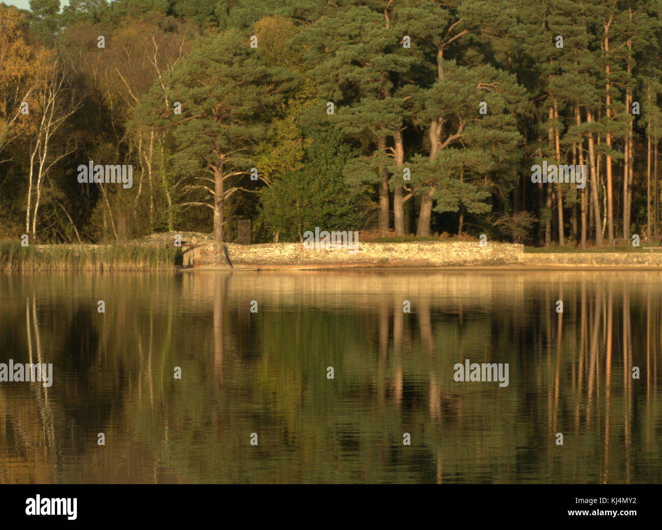 Por la tarde la luz del sol y el reflejo de los árboles a través de las tranquilas aguas del pequeño estanque en Frensham común en Surrey. Foto de stock