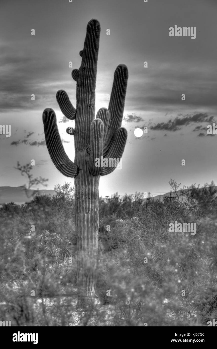 Saguaro (Carnegiea gigantea) con luna llena, parque nacional del desierto de Sonora, en Tucson, Arizona, EE.UU. Foto de stock