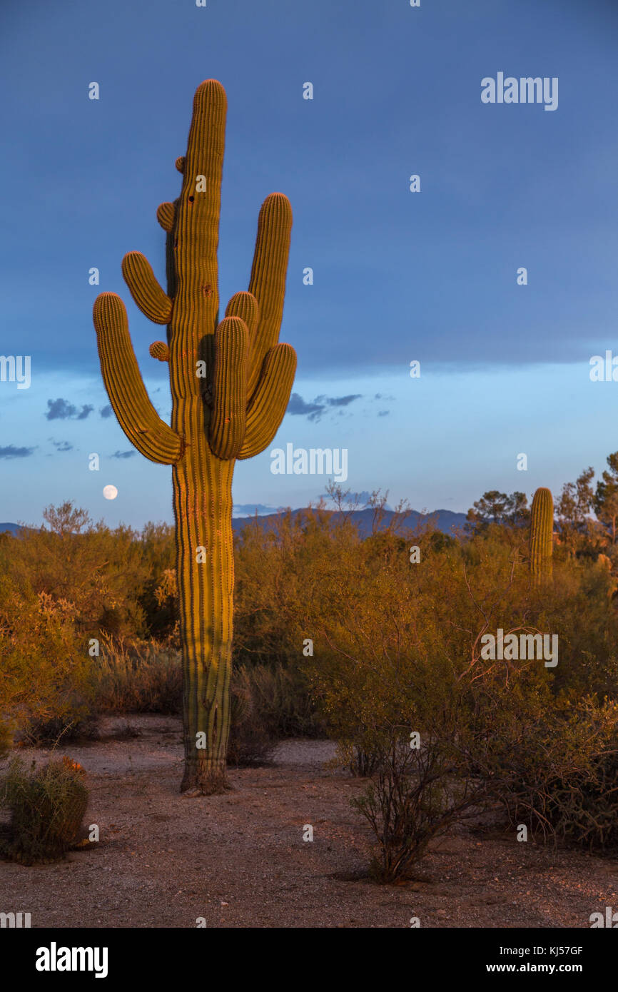 Saguaro en la luz de la tarde, el parque nacional, el desierto de Sonora, en Tucson, Arizona, EE.UU. Foto de stock
