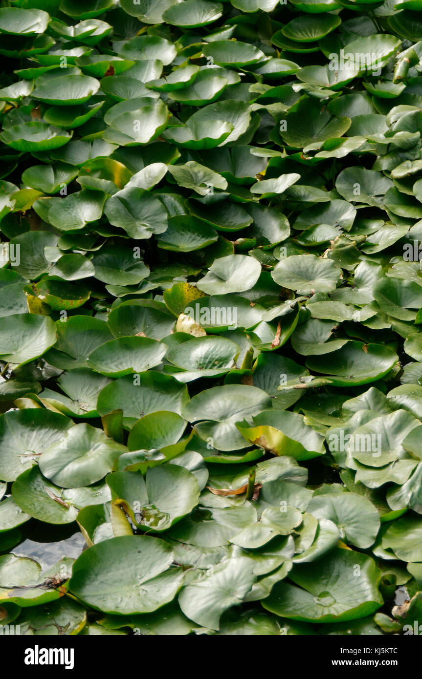 Lilly pad pads lillypad lillypads hojas hojas de plantas plantas acuáticas  flotantes estanque estanques de lirios de agua de flotación Nymphaeaceae  Fotografía de stock - Alamy