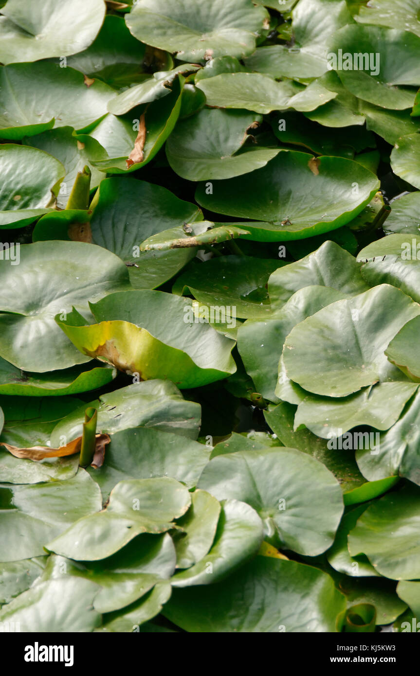 Lilly pad pads lillypad lillypads hojas hojas de plantas plantas acuáticas  flotantes estanque estanques de lirios de agua de flotación Nymphaeaceae  Fotografía de stock - Alamy