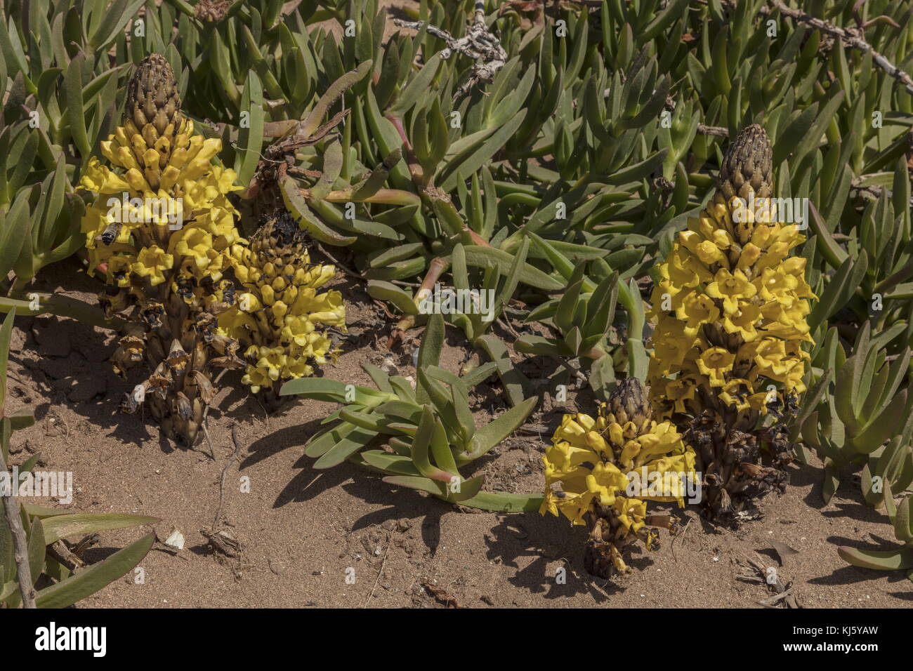 Amarillo, cistanche phelypaea broomrape, en flor en dunas de arena, Marruecos. Foto de stock
