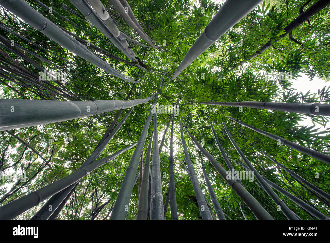 Ramas de bambú vistas desde ángulo bajo en Chengdu, Provincia de Sichuan, China Foto de stock