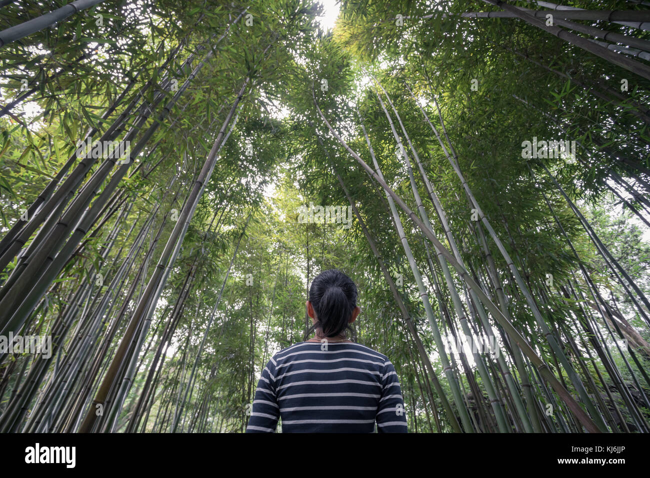 Joven China en medio del bosque de bambú en el parque conmemorativo Du Fu en Chengdu, provincia de Sichuan, China Foto de stock