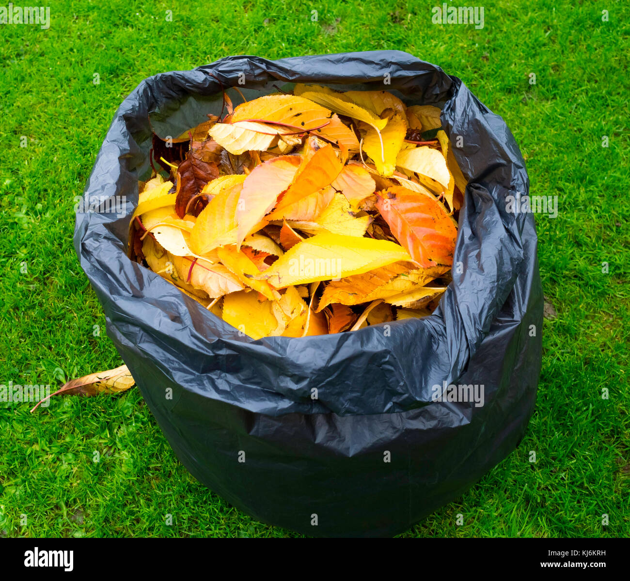 Una bolsa de plástico llena de negros muertos hojas de otoño, que se descomponen en la bolsa formando un molde de hoja útil fertilizante de jardín Foto de stock