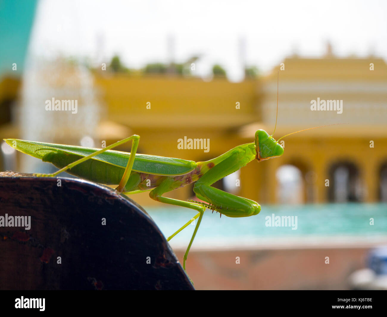 Mantis verde Foto de stock