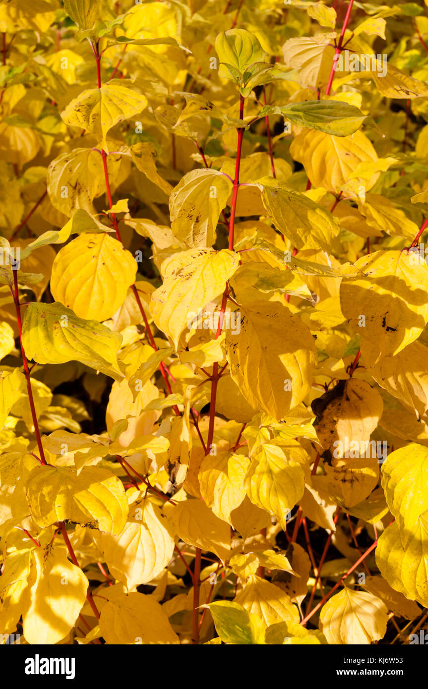 Golden hojas y tallos rojos, el follaje de otoño de común dogwood, cornus sanguinea llama 'magic' Foto de stock