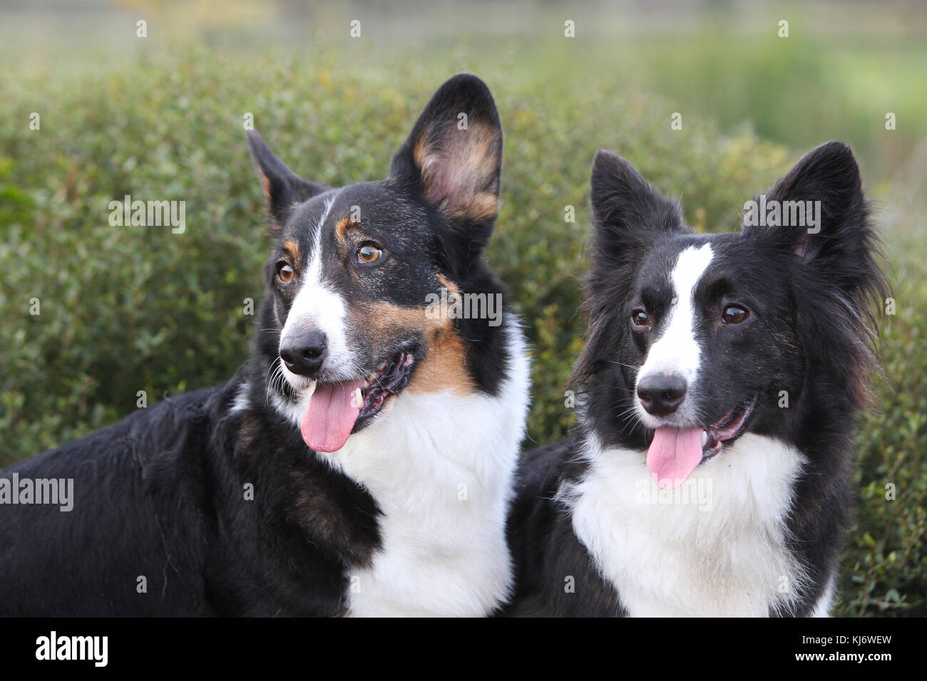 Cardigan corgis galés Foto de stock