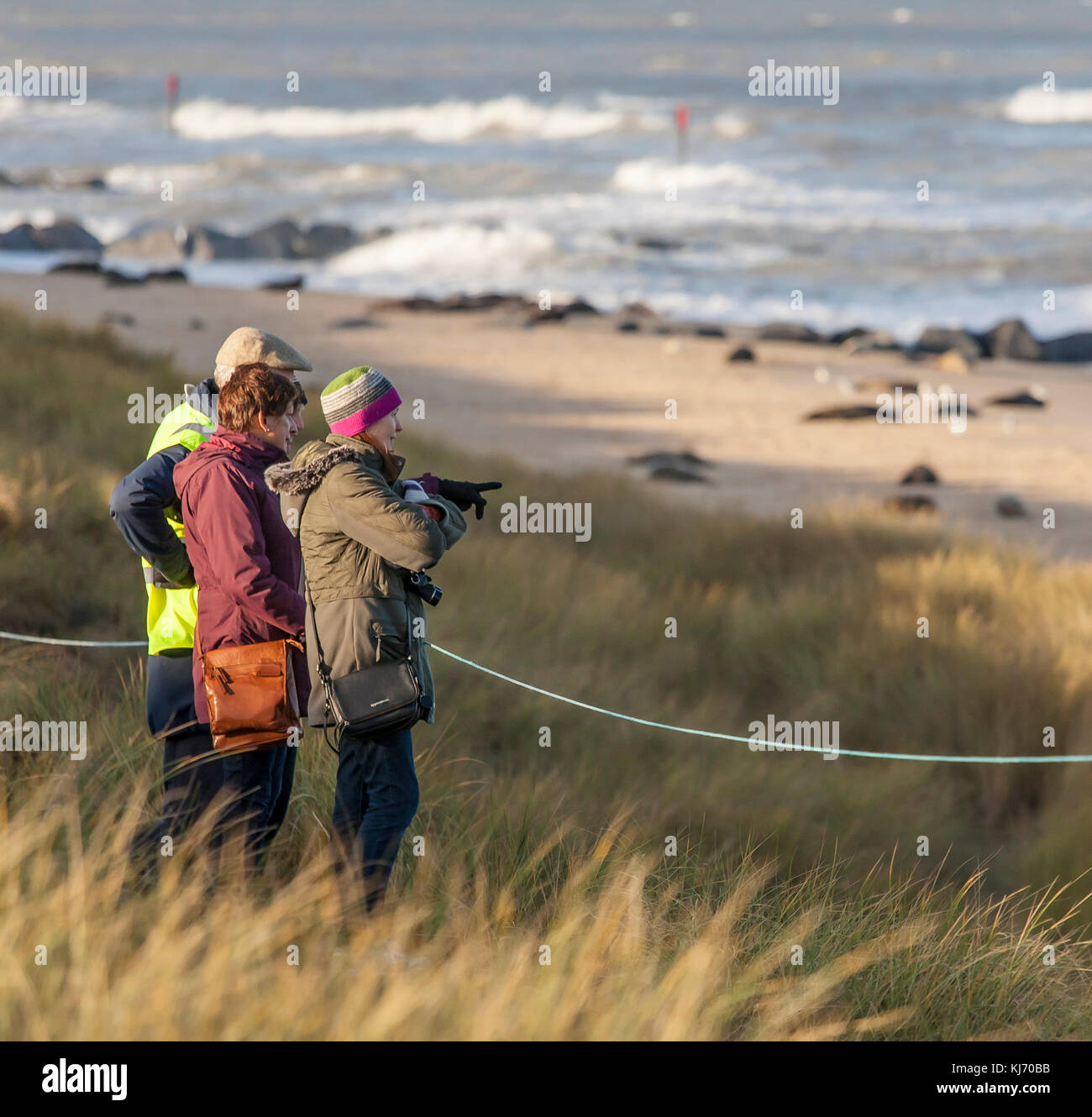 Viendo a la gente pasar la brecha Horsey colonia de focas. Foto de stock
