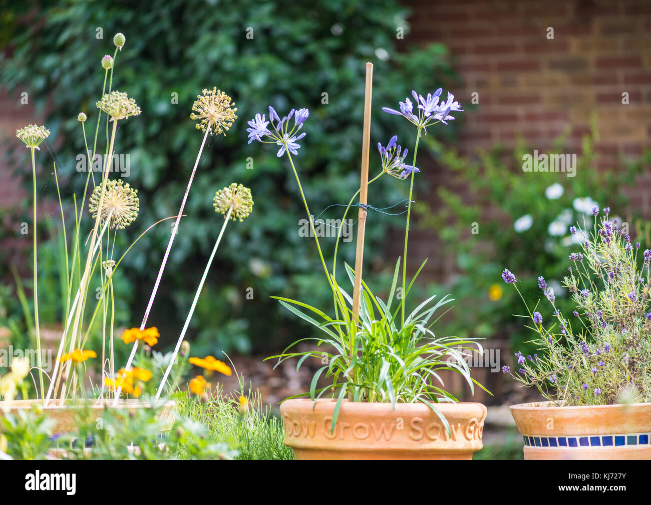 Una escena de jardín con allium cabezas de semillas y agapanthus flores  Fotografía de stock - Alamy