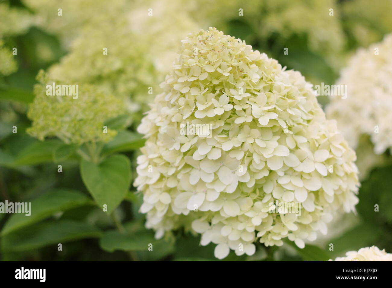Planta de hortensia fotografías e imágenes de alta resolución - Alamy