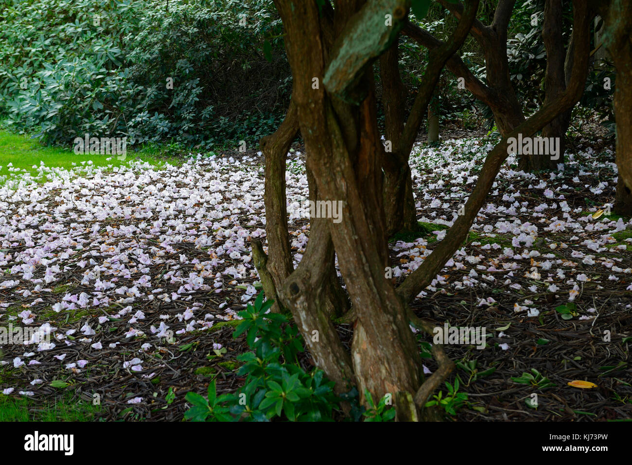 Rhododendron flores, tierra, caído, alfombra, gastado, muertos, carpetting, suelo, cubierta, blanca, flores, flores, Flores de RM Foto de stock