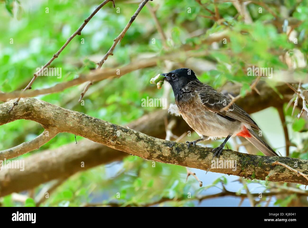 El rojo-ventilado bulbul (pycnonotus cafer) es un miembro de la familia paseriformes bulbul de Sri Lanka. Foto de stock