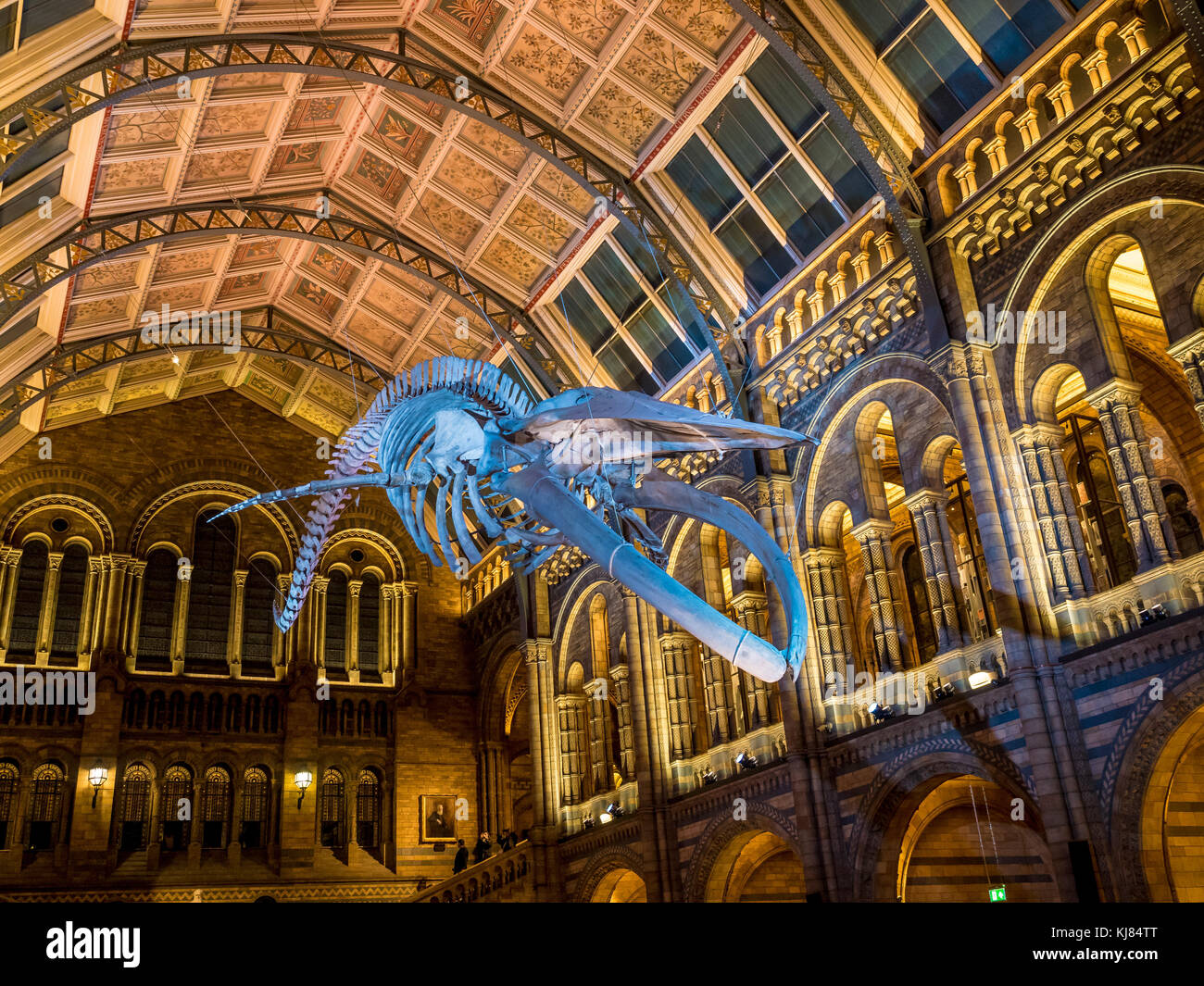 Esqueleto de ballena azul llamado Esperanza, colgando en el Hintze Hall, del Museo de Historia Natural de Londres, Reino Unido. Foto de stock