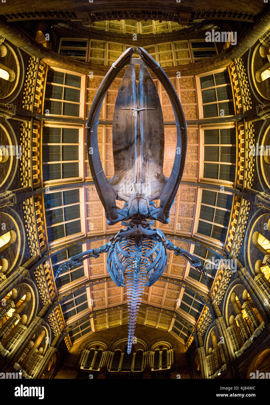 Esqueleto de ballena azul llamado Esperanza, colgando en el Hintze Hall, del Museo de Historia Natural de Londres, Reino Unido. Foto de stock