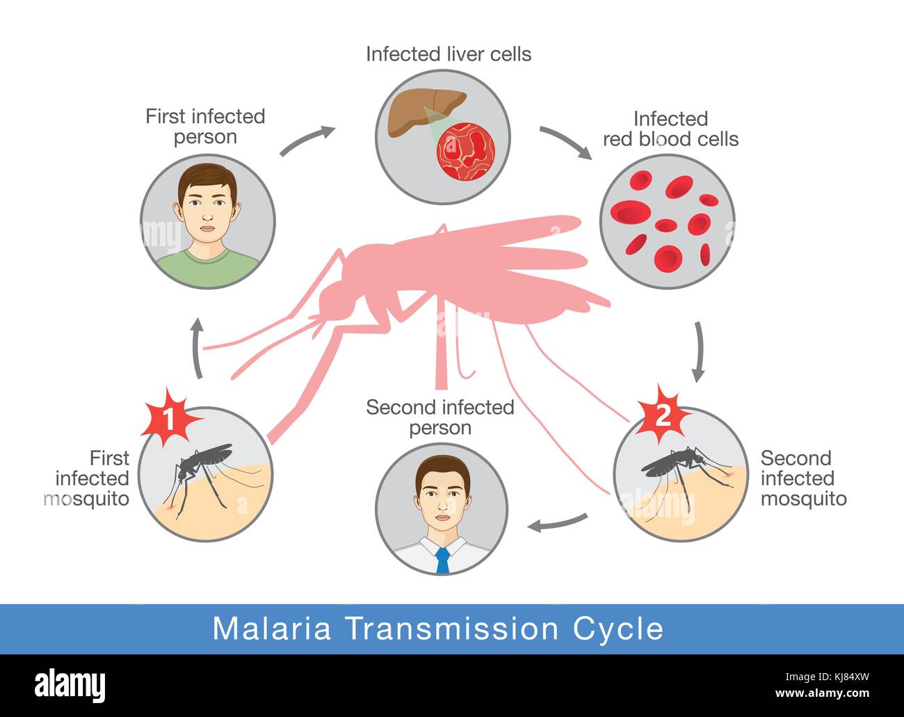 Ilustración que muestra el ciclo de transmisión de la malaria. Ilustración del Vector
