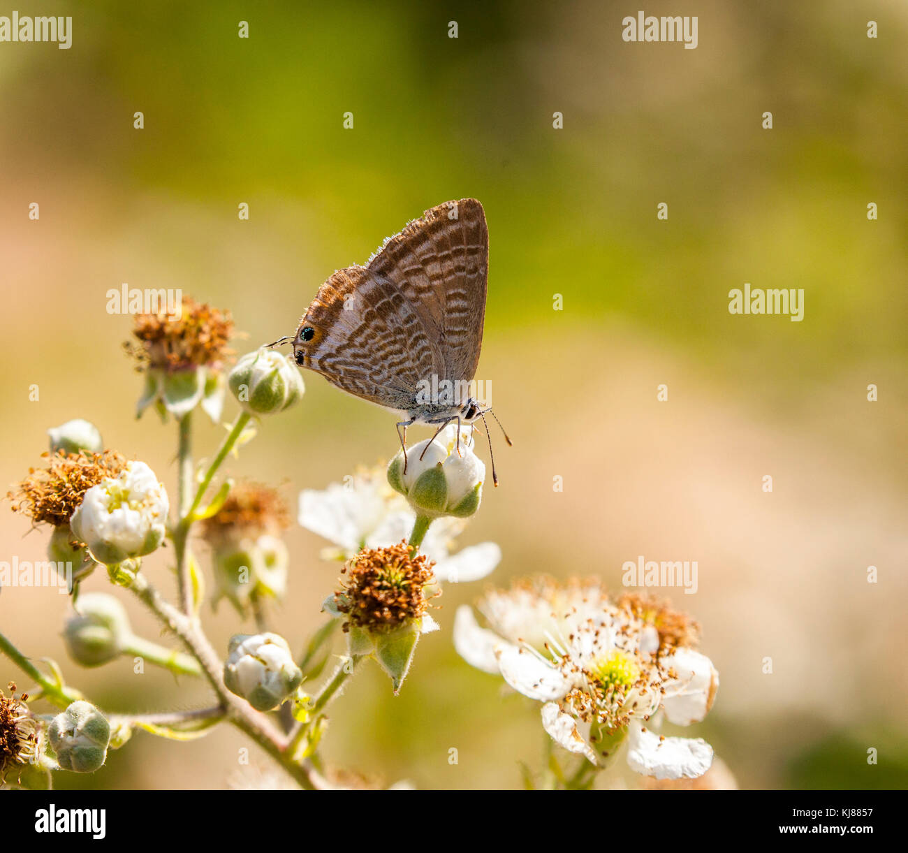 Larga cola mariposa azul Lampides boeticus en Zarza blossom en Riaza, Segovia, España Foto de stock