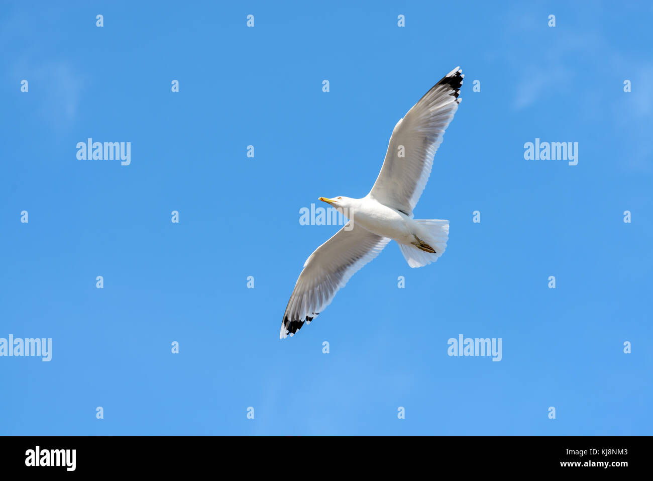 Gaviota volando en el cielo azul. Foto de stock