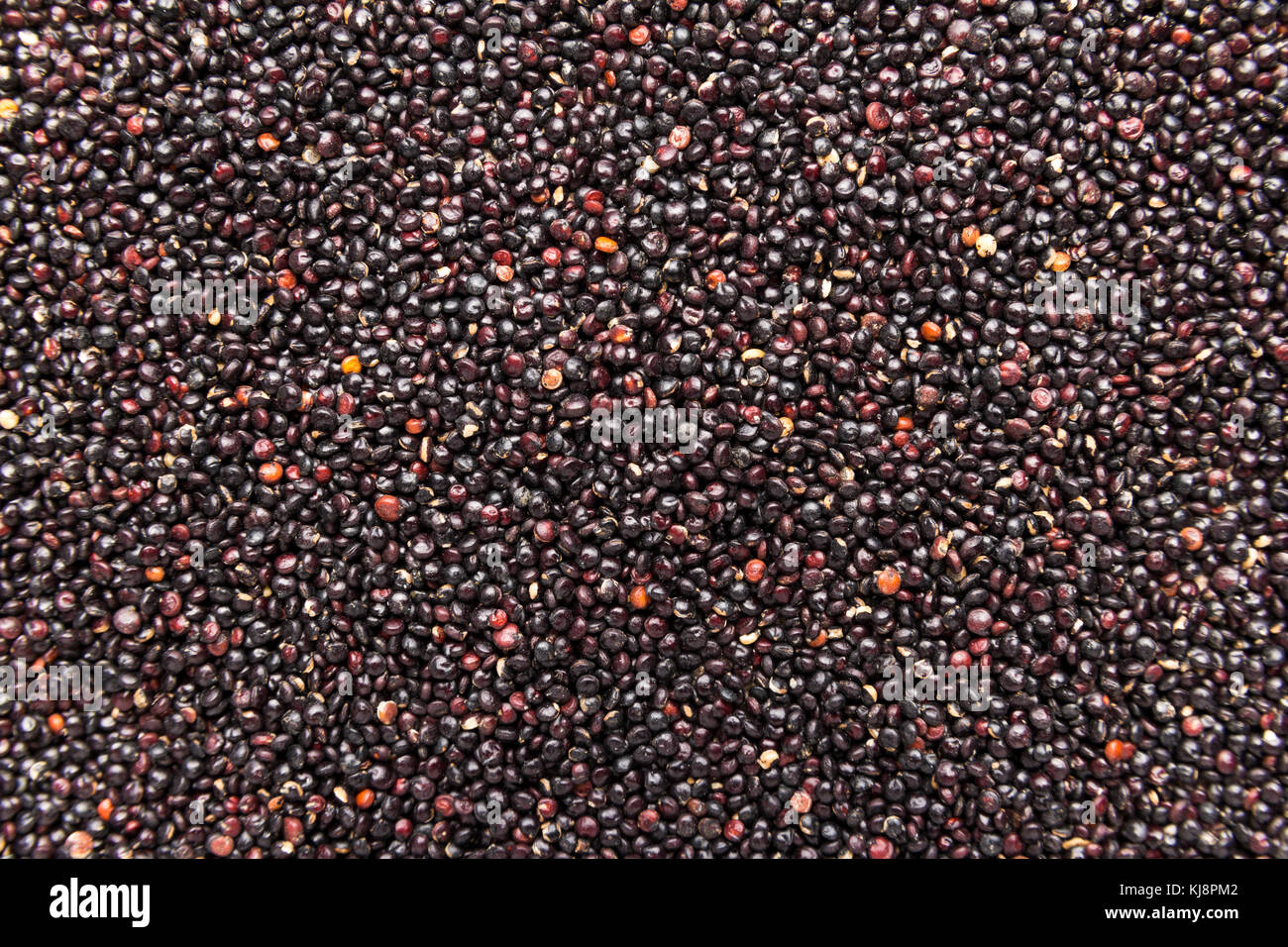 Chenopodium quinoa es el nombre científico de la quinua negra. closeup