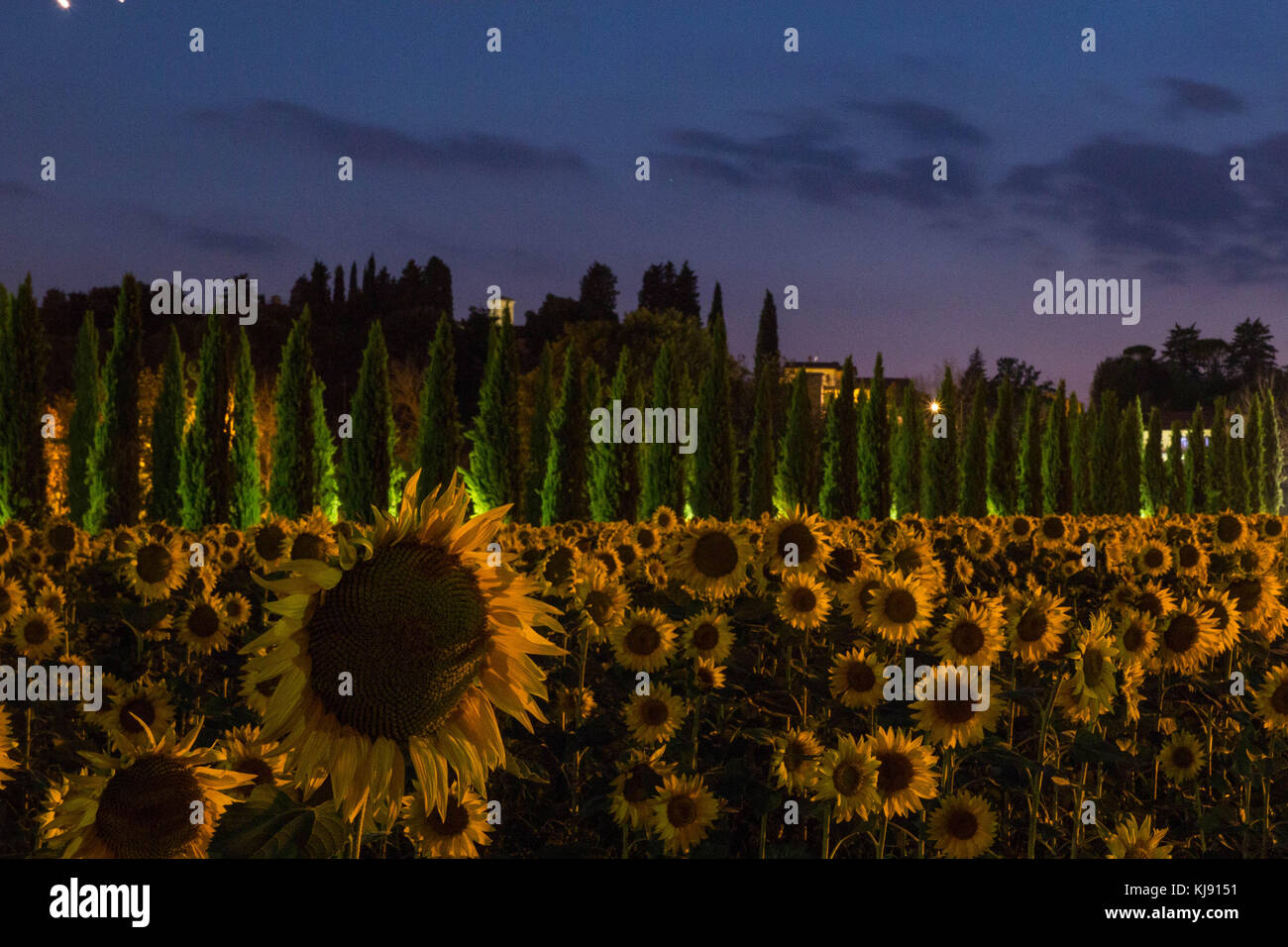 Fondo de pantalla de girasoles fotografías e imágenes de alta resolución -  Alamy
