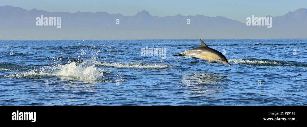 Delfines nadando en el océano. Dolphin Swim y saltando desde el agua. La larga picuda delfín común (nombre científico: delphinus capensis) en atlan Foto de stock