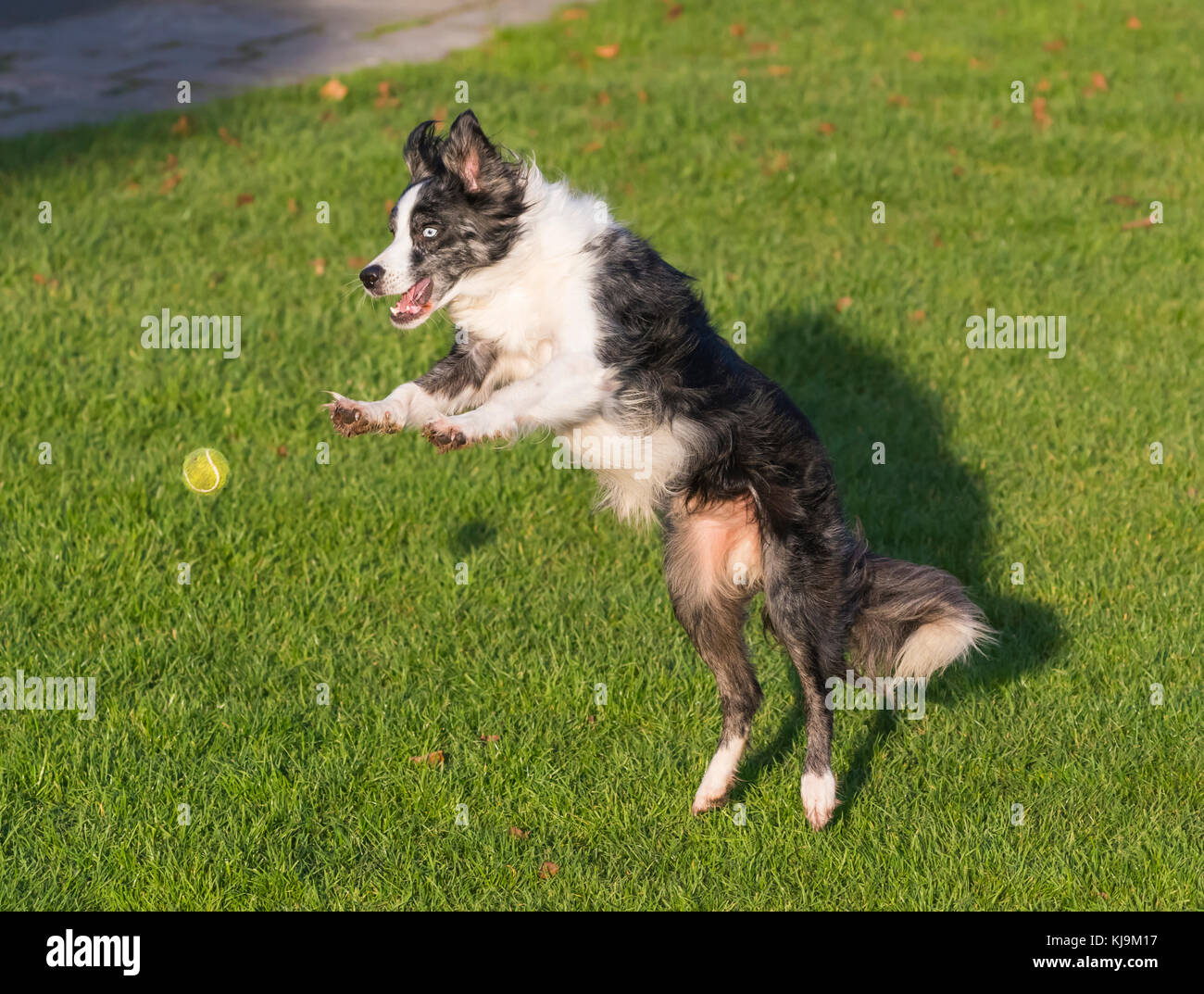 Un perro saltando para atrapar una pelota. Foto de stock