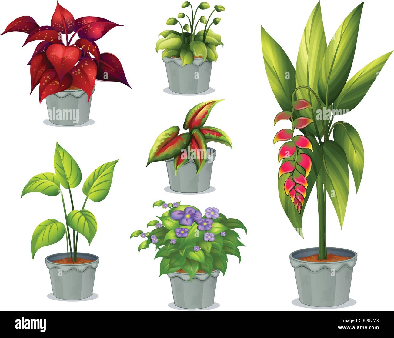 Ilustración de las seis plantas ornamentales sobre un fondo blanco Imagen  Vector de stock - Alamy