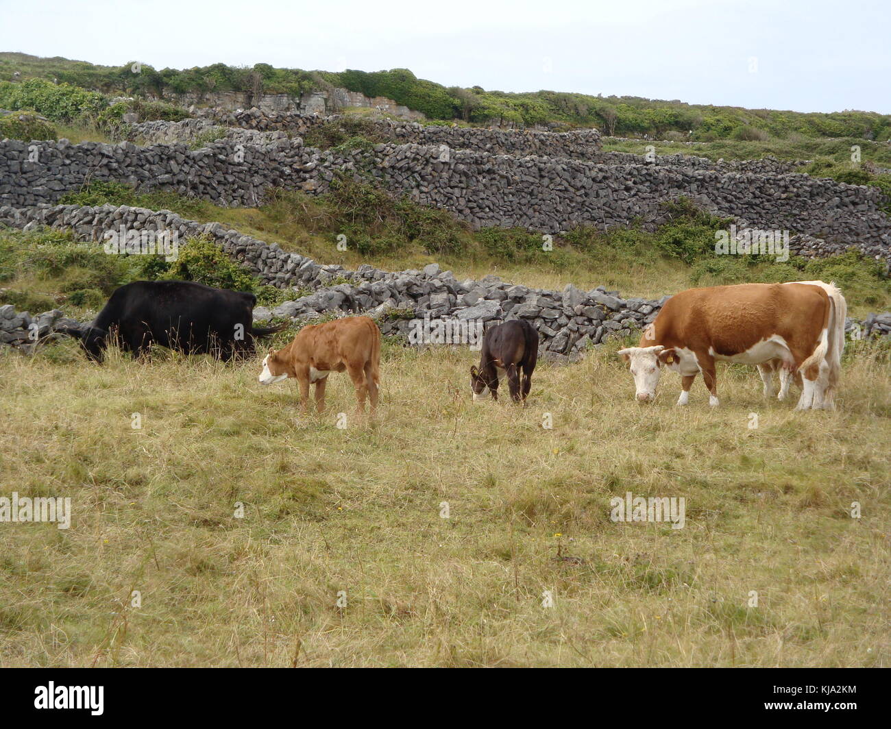 El pastoreo del ganado en pastizales cerca de paredes de piedra en la Irlanda rural Foto de stock