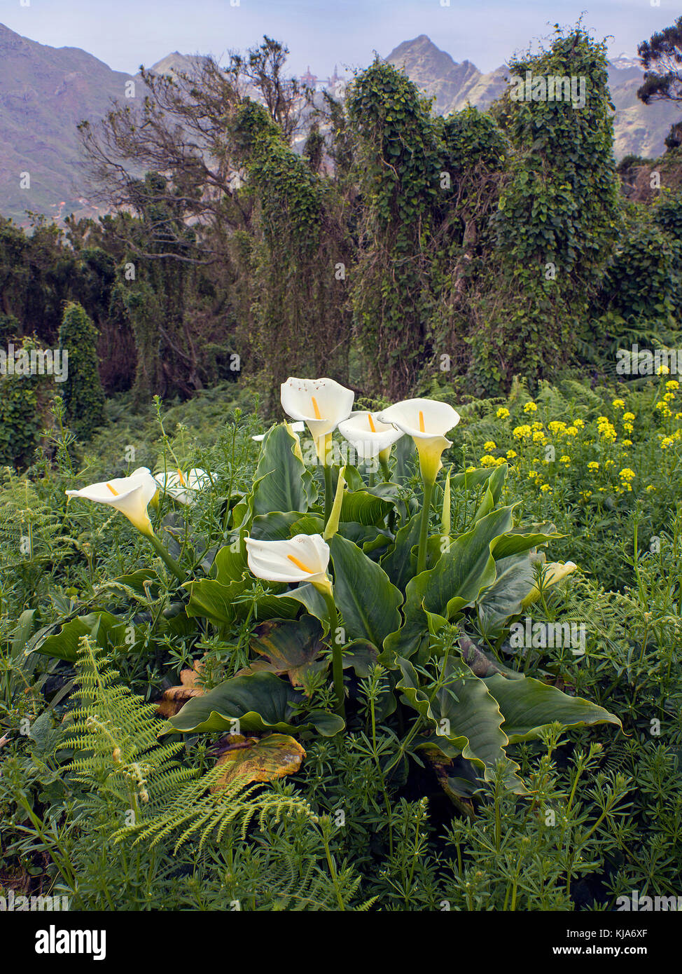 Gewoehnliche calla (zantedeschia aethiopica) auch zimmerkalla genannt, común, calla lily, altar de la isla de Tenerife, Islas Canarias, España Foto de stock