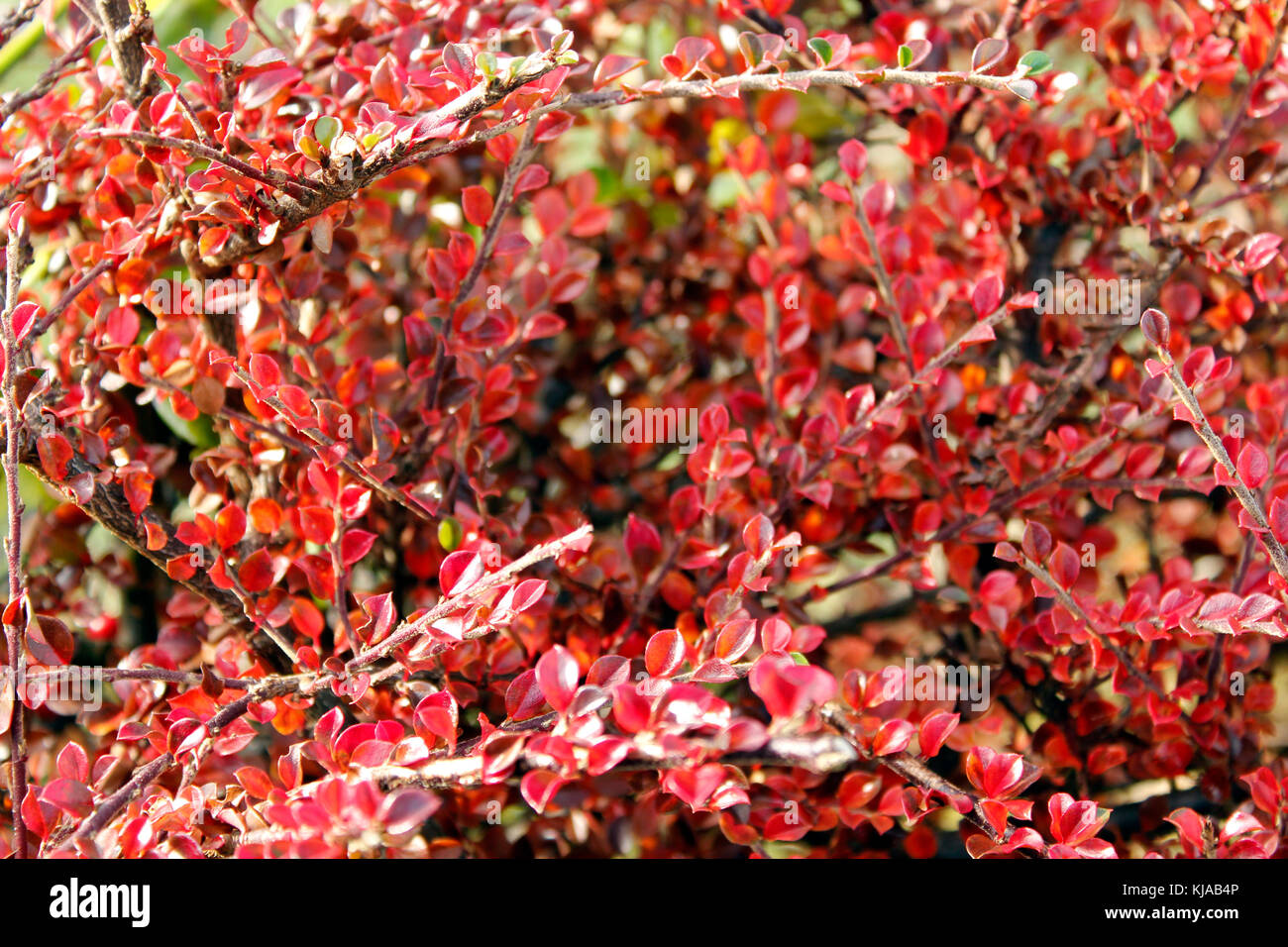 En otoño el follaje rojo de cotoneaster horizontalis Foto de stock