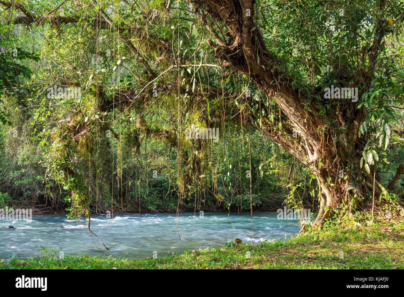Árbol En El Río Lanquín | Lanquín | Guatemala Foto de stock