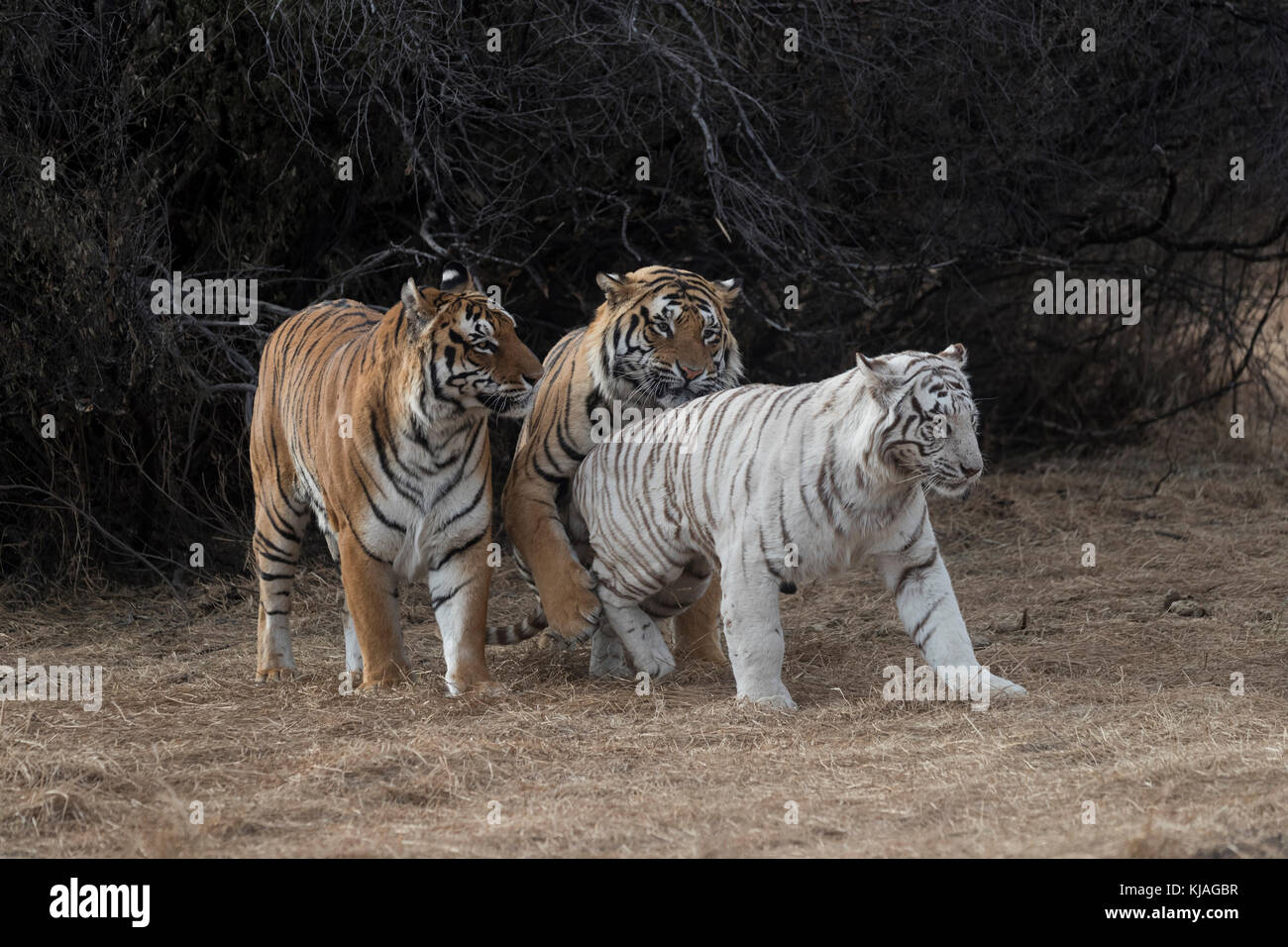 Asia (Bengala) el tigre (Panthera tigris tigris), dos normal (varones) y una blanca (hembra) en período de celo, uno de los machos es hijo de la tigresa blanca y ella se niega a aparearse con él, ya que intenta desesperadamente para ganar sus favores, acoplamiento Foto de stock