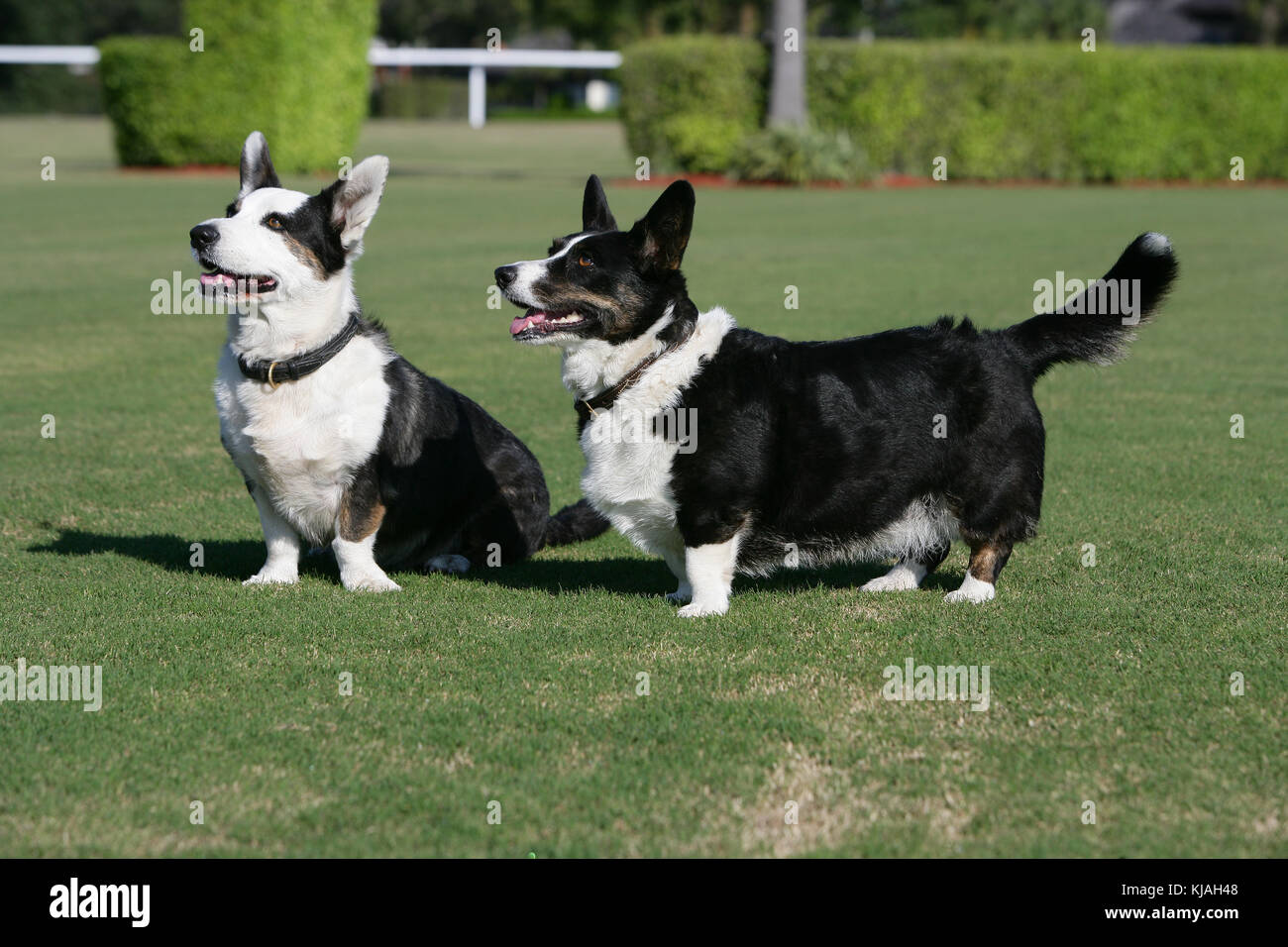 Cardigan corgis galés Foto de stock