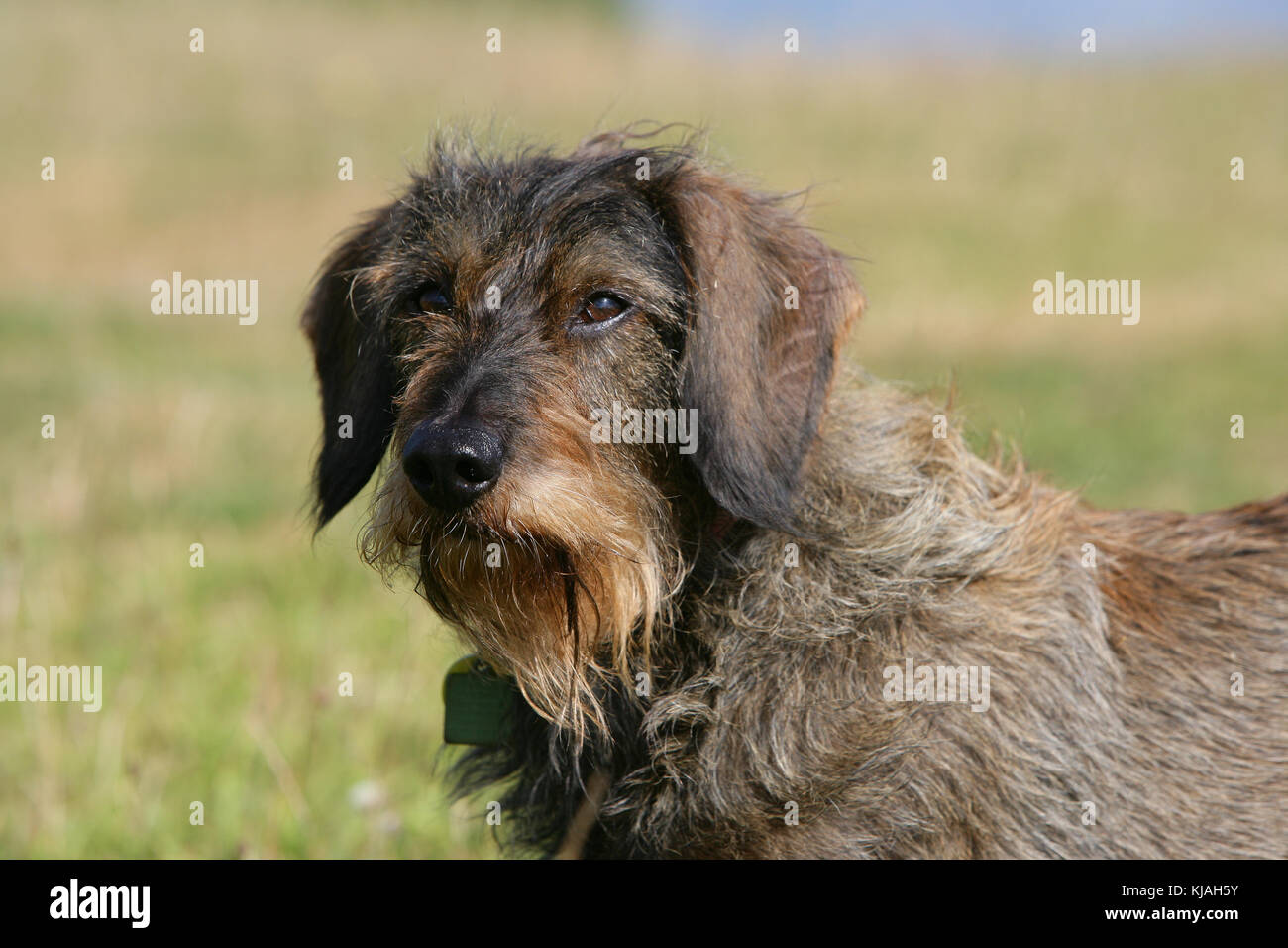 Tiro con cabeza de perro Dachshund estándar de pelo metálico Fotografía de  stock - Alamy