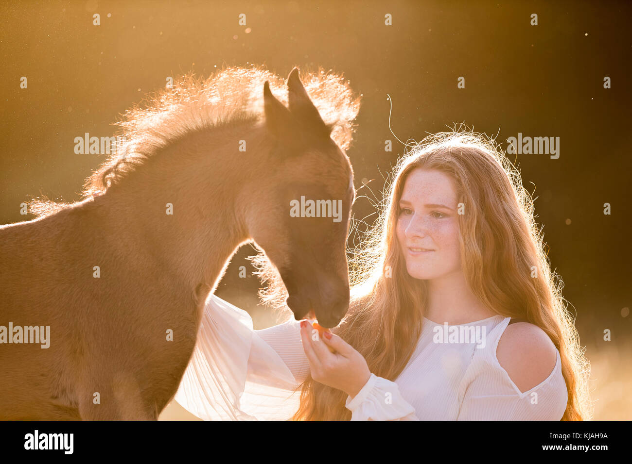 Alemán Caballo Pony. Chica con bay smooching colt en la luz del atardecer. Alemania Foto de stock