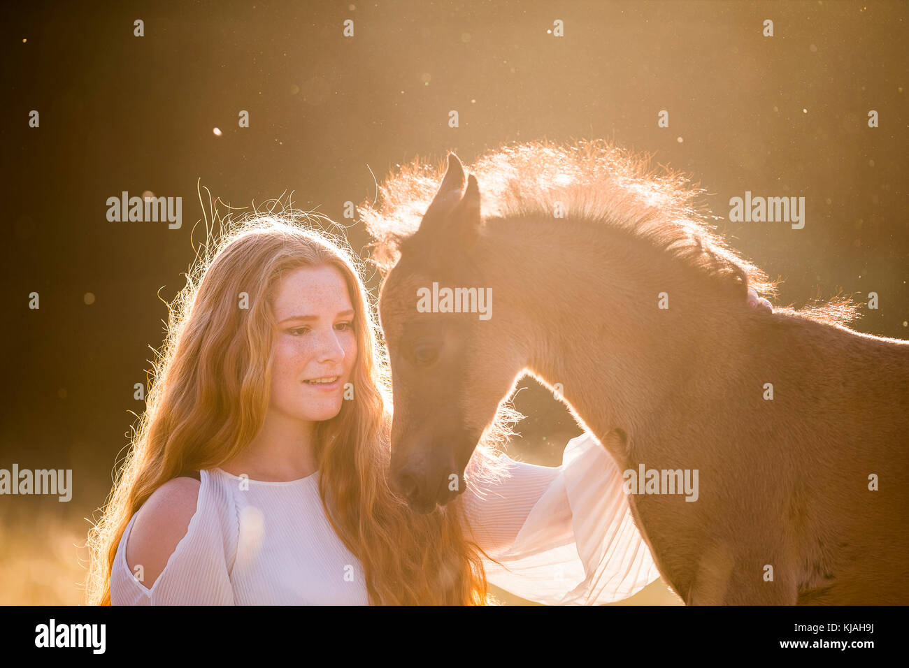 Alemán Caballo Pony. Chica con bay smooching colt en la luz del atardecer. Alemania Foto de stock