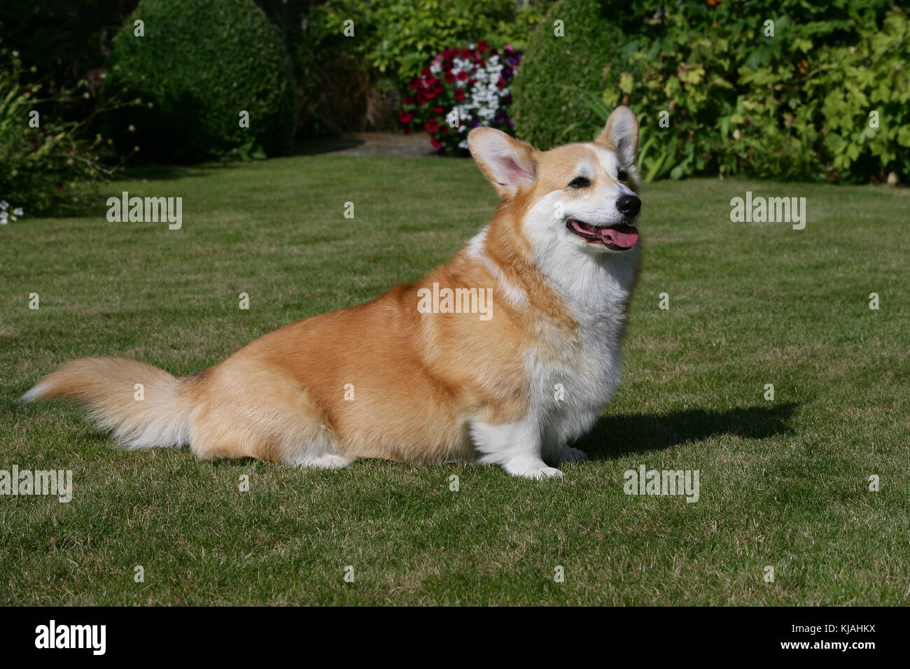 Welsh Corgi pembroke Foto de stock