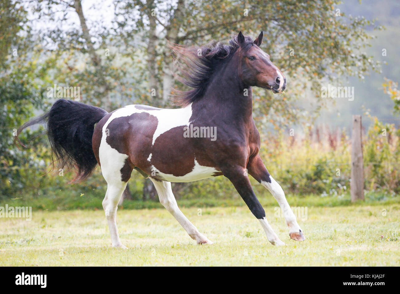 Caballo de los indios americanos. Skewbald galopping adulto en una pradera. Alemania Foto de stock